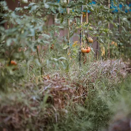 Campoletizia Farm stay *